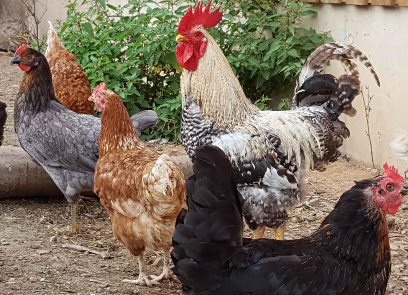 Ferienwohnung Peitz Eslohe Dış mekan fotoğraf